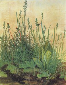 Albrecht Dürer 'The large piece of turf' 1503